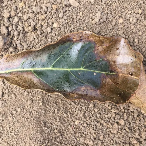 False Chinch Bug Leaf Feeding