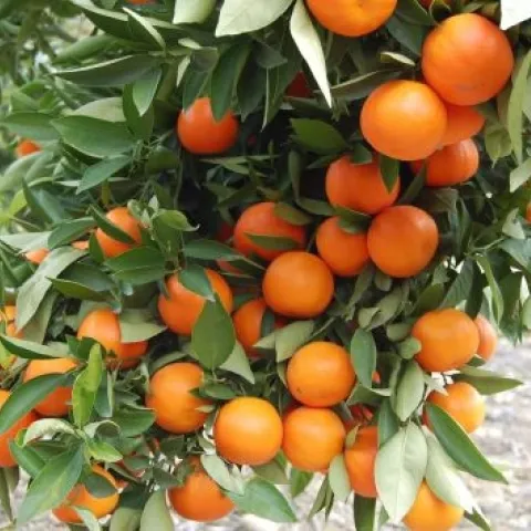 Citrus tree (UCR News, UC Riverside)