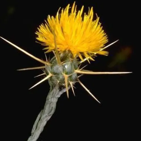 Yellow starthistle flower<br>(Credit: Jack Kelly Clark)