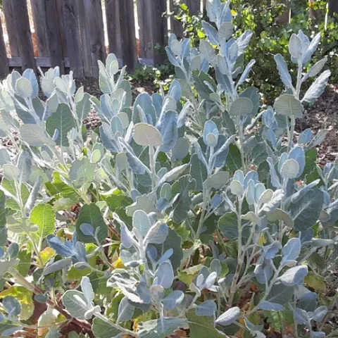 Giant buckwheat leaves are soft gray green, Laura Lukes