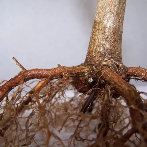 avocado root