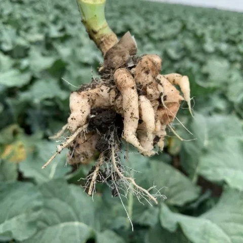 Photo 1. Typical clubbing of broccoli roots