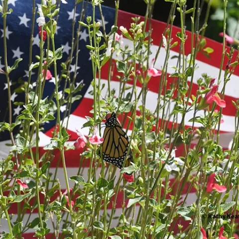 A monarch butterfly, Danaus plexippus, eclosed today (July 3) and is drying its wings on Hot Lips salvia, Salvia microphylla. (Photo by Kathy Keatley Garvey)