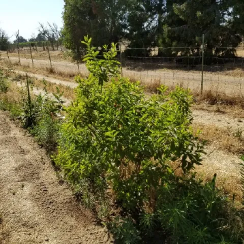 One of the hedgerows on the farm, next to the vegetables. Photo by Shulamit Shroder.