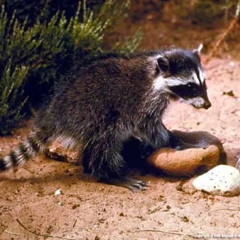 Juvenile racoon (Credit: L Fitzhugh)