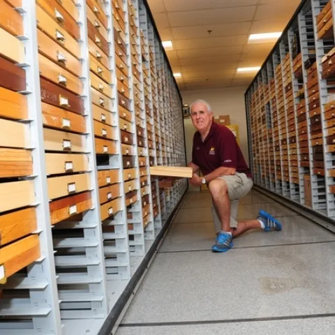 Entomologist Jeff Smith curates the 500,000 Lepidoptera (butterflies and moths) collection at the Bohart Museum of Entomology, UC Davis. (Photo by Kathy Keatley Garvey)
