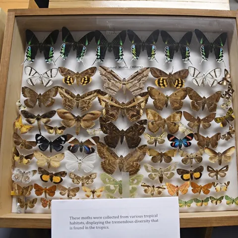 You will learn about amazing moths at the Bohart Museum of Entomology's Virtual Moth Open House from 1 to 2 p.m., Saturday, July 25. (Photo by Kathy Keatley Garvey)