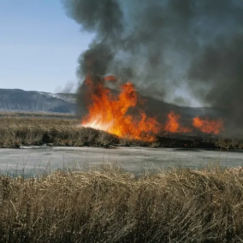 Foto cortesia de Pixabay