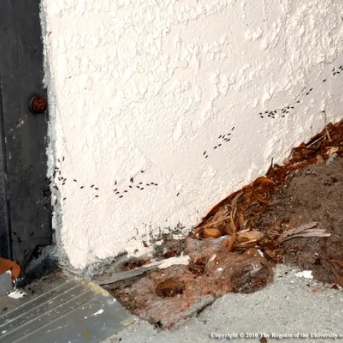 Ant trail on building exterior, Evett Kilmartin UC ANR