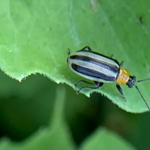 The Western striped cucumber beetle, Acalymma trivittatum, is the primary focus of Jasmin Ramirez Bonilla of the Ian Grettenberger lab. (Photo by Jasmin Ramirez Bonilla)