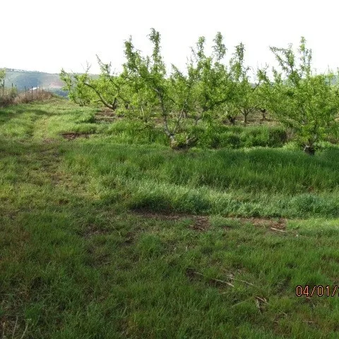Figure 1. High infestation of Italian ryegrass in a peach orchard (photo credit: Maor Matzrafi).