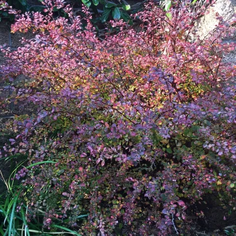 Photo by Leslie Stevens