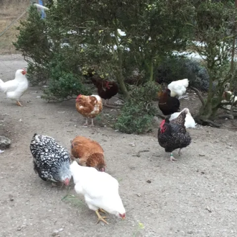 Backyard poultry and small-scale livestock agriculture are a growing trend in the U.S.