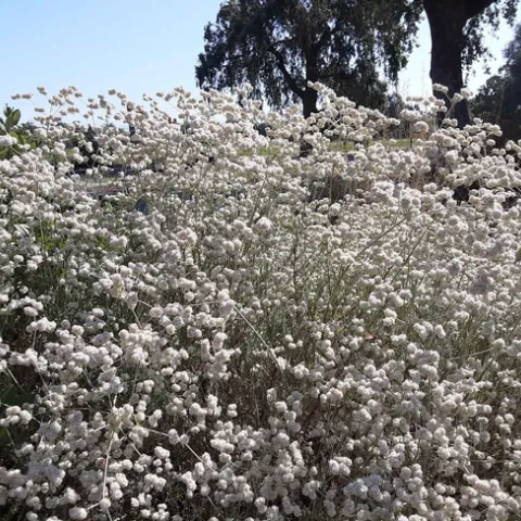 California buckwheat flowers sit atop slender, flexible stems, Laura Lukes