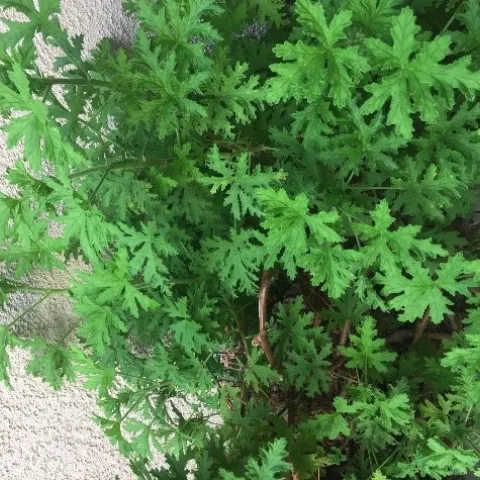 photo by David Bellamy