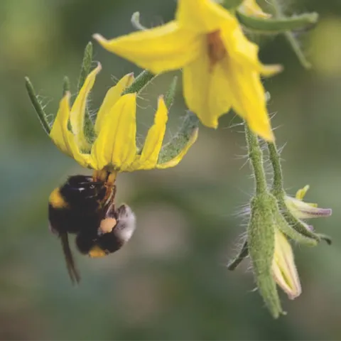 bee tomato pxfuel