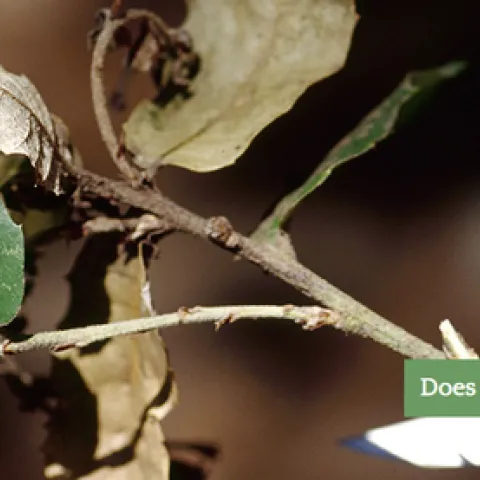 Homeowners can get tips for caring for backyard oak trees.