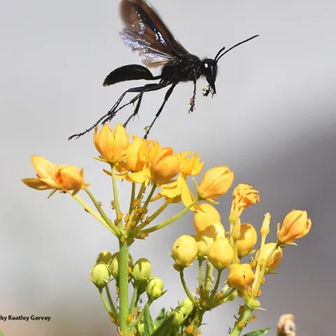 This wasp, a species of Podalonia, flies off a tropical milkweed at the UC Davis Arboretum and Public Garden with a load of pollinia, a packet of sticky golden pollen grains. (Photo by Kathy Keatley Garvey)