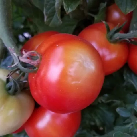 Sunburn tomato, J. Alosi