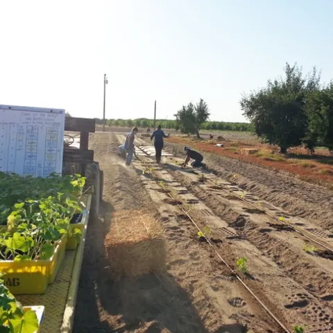 Staff at the UC Kearney Agricultural Research and Extension Center plant pumpkins in plots that will be managed virtually by teams of 4-H members.