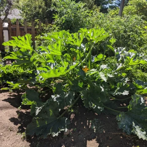 A single, large zucchini plant in a garden
