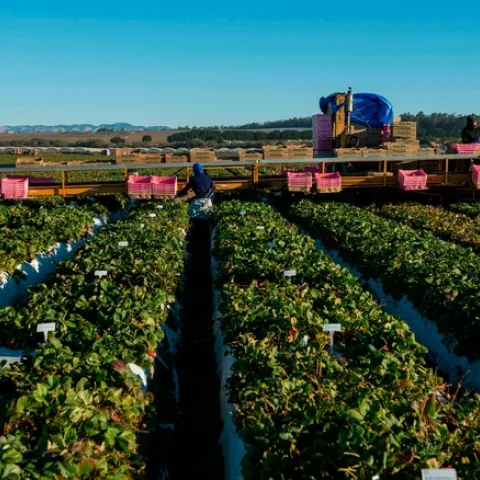 A los empleadores agrícolas se les pide que compartan estrategias exitosas, así como desafíos a los que se han enfrentado al proteger a los empleados del COVID-19. Fotografía por Héctor Amezcua.
