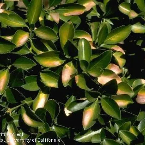 Sunburned leaves. (Jack Kelly Clark, UC IPM)