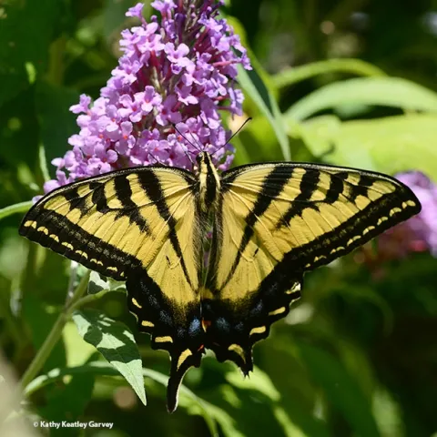 Western Tiger Swallowtail, Papilio rutulus, spreads its wings on a butterfly bush, Buddleia davidii. (Photo by Kathy Keatley Garvey)