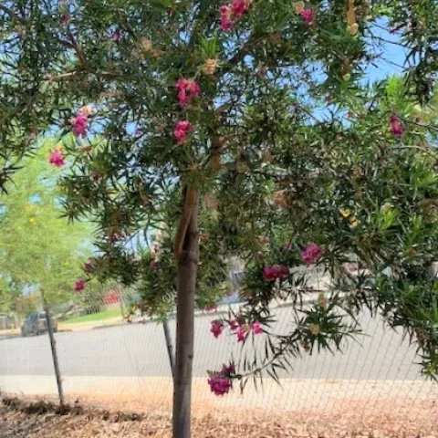 Chilopsis linearis ‘Bubba' (Desert Willow)