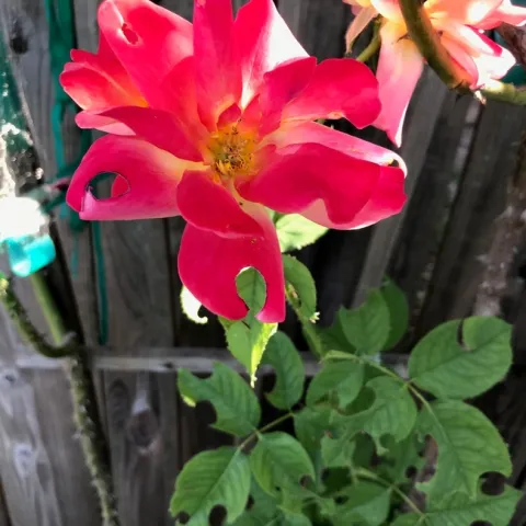 Petal damage. photos by Karen Metz