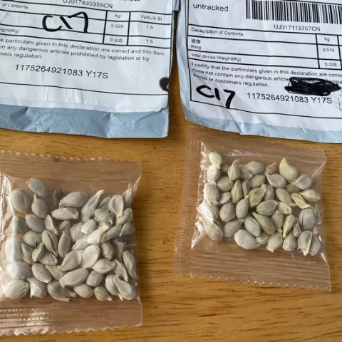 Unlabeled seeds from unsolicited packages. (Credit: Washington State Department of Agriculture.)