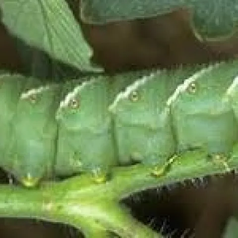Tomato hornworm--the horns are on the rear end. (UC ANR)