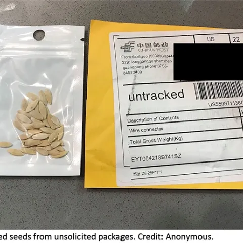 Unrequested package of seeds in a plastic bag next to the mailing envelope the seeds were delivered in. Credit Anonymous.
