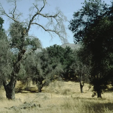 Tietje OakDrought 001