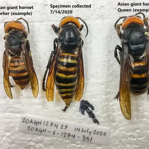These Asian giant hornet images from the Washington State Department of Agriculture shows (from left), an example of a worker; the specimen collected July 14; an example of the queen.