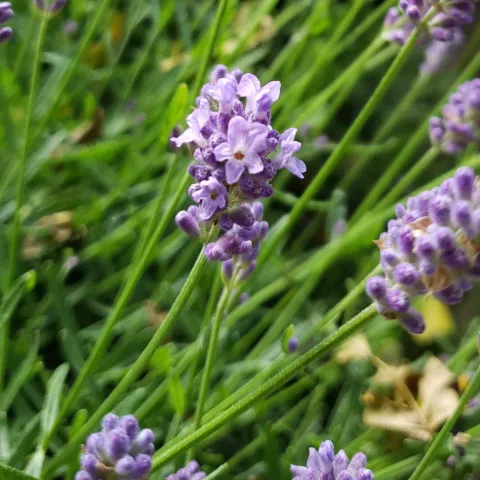 Lavender by Elizabeth Evans