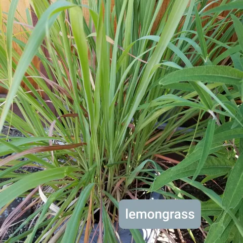 Lemongrass2 by Mildy Weinstein
