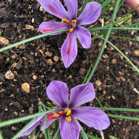 Saffron by Rene Prupes