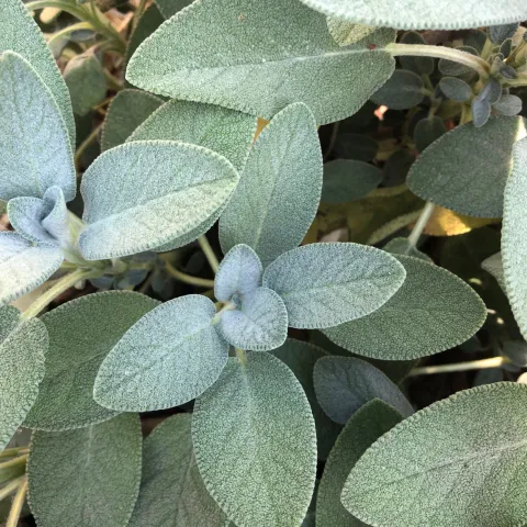 Bergartten Sage by Candace Simpson