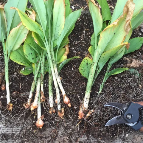 Turmeric by Kate Russell