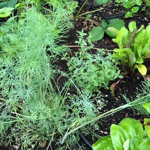 Herb garden by Pam Roper