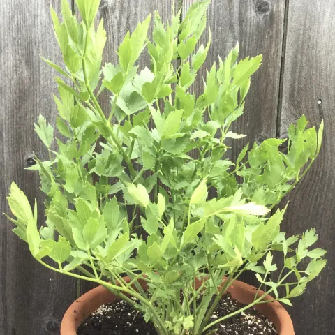 Lovage by Brian Okamoto