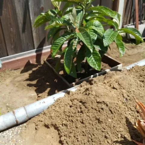 Loquat (photos by Tina Saravia)