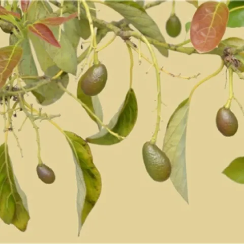 avocado picture baby fruit