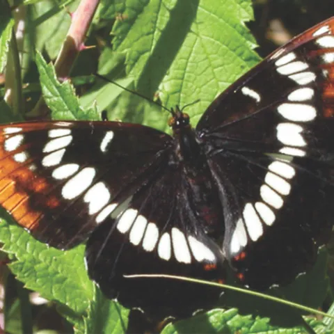Lorquin's Admiral