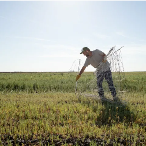 Nathanael puts up fencing for the sheep. Photo from https://fibershed.org/2019/09/04/california-cotton-fields-nathanael-siemens-on-a-10-acre-model-toward-regeneration/