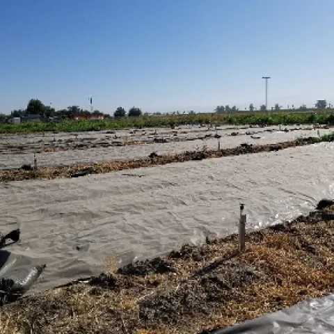 Black plastic tarps provide weed control