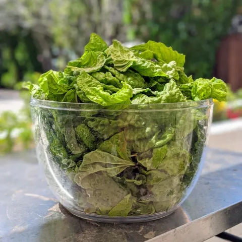 A bowl of today's lettuce-leaf basil harvest.