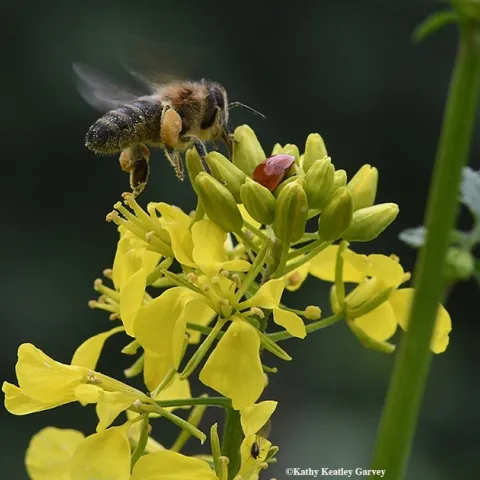 A honey bee encounters a lady beetle, aka ladybug, on mustard. (Photo by Kathy Keatley Garvey)