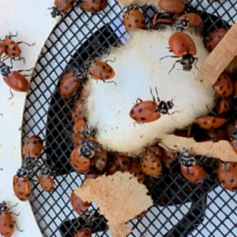 Enough of the honey, check out your new world.